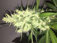 An image of Green Poison Auto