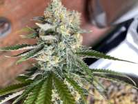 An image of Green Poison F1 Fast Version