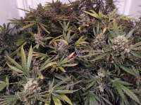 An image of Green Poison F1 Fast Version