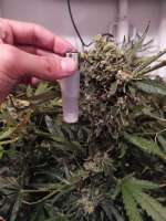 An image of Green Poison F1 Fast Version