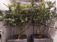 An image of Green Poison F1 Fast Version