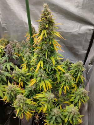 An image of Green Poison XL Auto