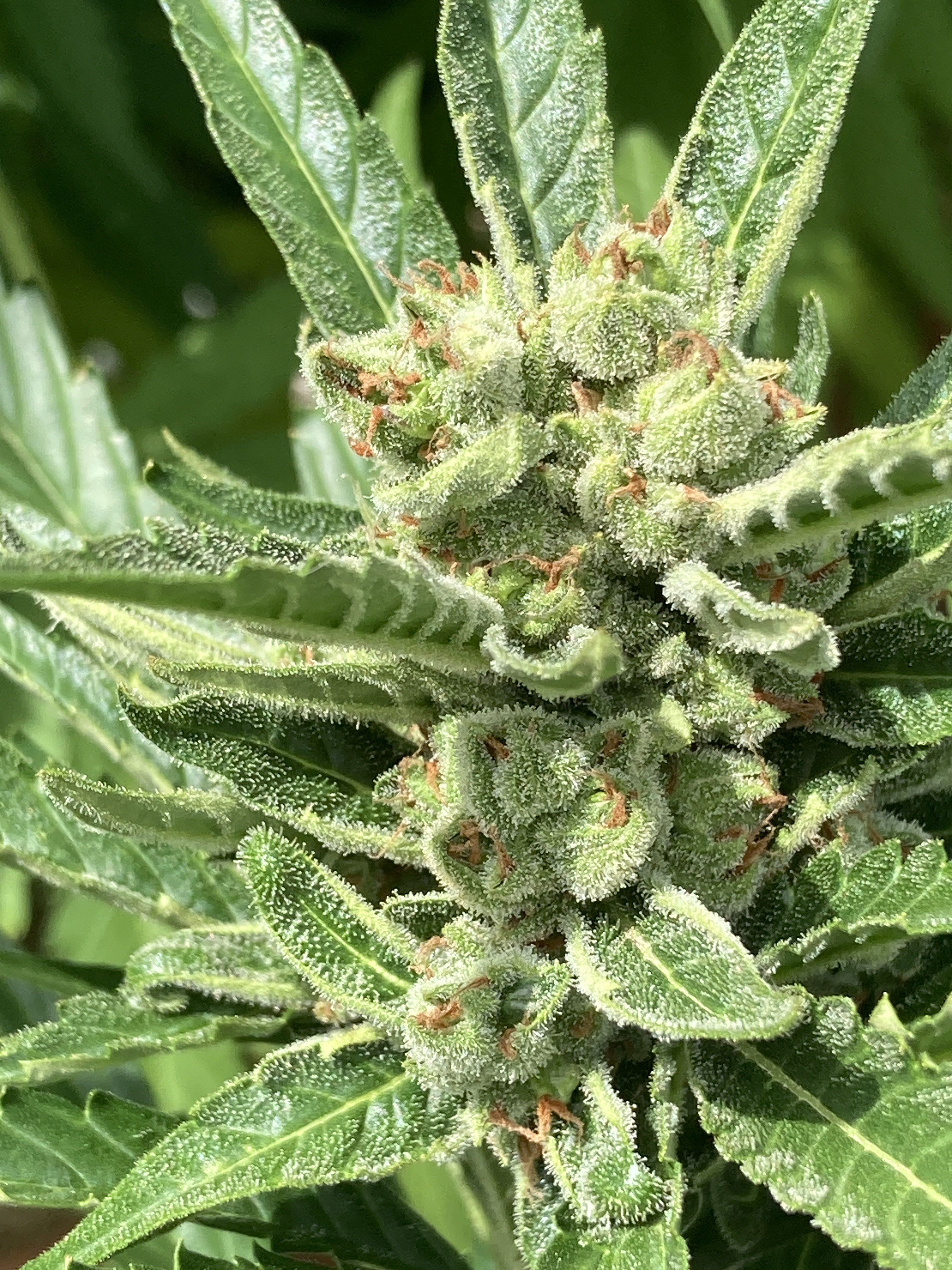 Jealousy Z XL Auto flowering cannabis, as labeled by the cited photo source