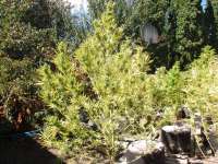 Killer Kush F1 Fast Version archive 1