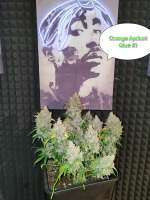 Orange Apricot Glue XL Auto