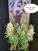 Orange Apricot Glue XL Auto archive 1