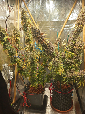 An image of Purple Punch OG