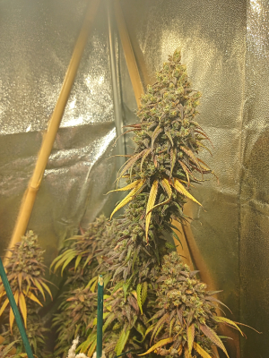 An image of Purple Punch OG