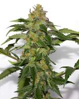 Red Hot Cookies archive 4