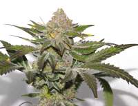 Red Hot Cookies archive 3