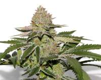 Red Hot Cookies archive 5