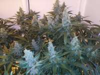 Red Mandarine F1 Fast Version archive 1