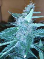 Red Mandarine F1 Fast Version archive 2