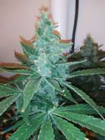 Red Mandarine F1 Fast Version archive 4