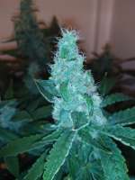 Red Mandarine F1 Fast Version archive 3