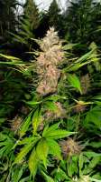 An image of Red Poison Auto