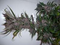 An image of Red Poison Auto