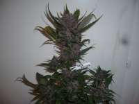 An image of Red Poison Auto