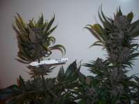 An image of Red Poison Auto
