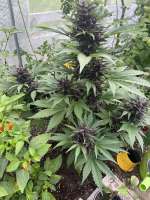 An image of Red Pure Auto CBD