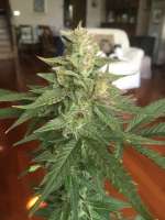 An image of S.A.D. Sweet Afgani Delicious Auto