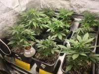 An image of S.A.D. Sweet Afgani Delicious Auto