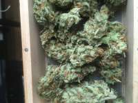 An image of S.A.D. Sweet Afgani Delicious Auto