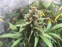 An image of S.A.D. Sweet Afgani Delicious Auto