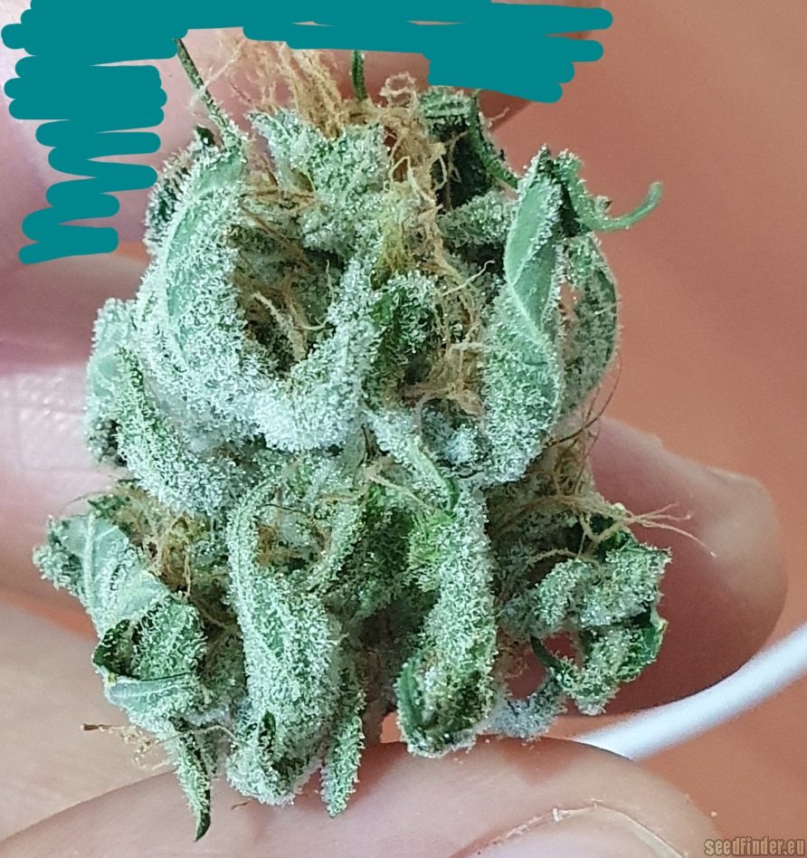 S.A.D. Sweet Afgani Delicious F1 Fast Version