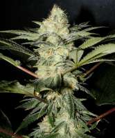 S.A.D. Sweet Afgani Delicious S1 archive 1