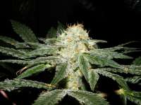 S.A.D. Sweet Afgani Delicious S1 archive 2