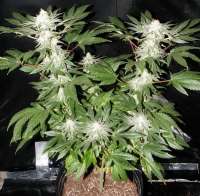 S.A.D. Sweet Afgani Delicious S1 archive 3