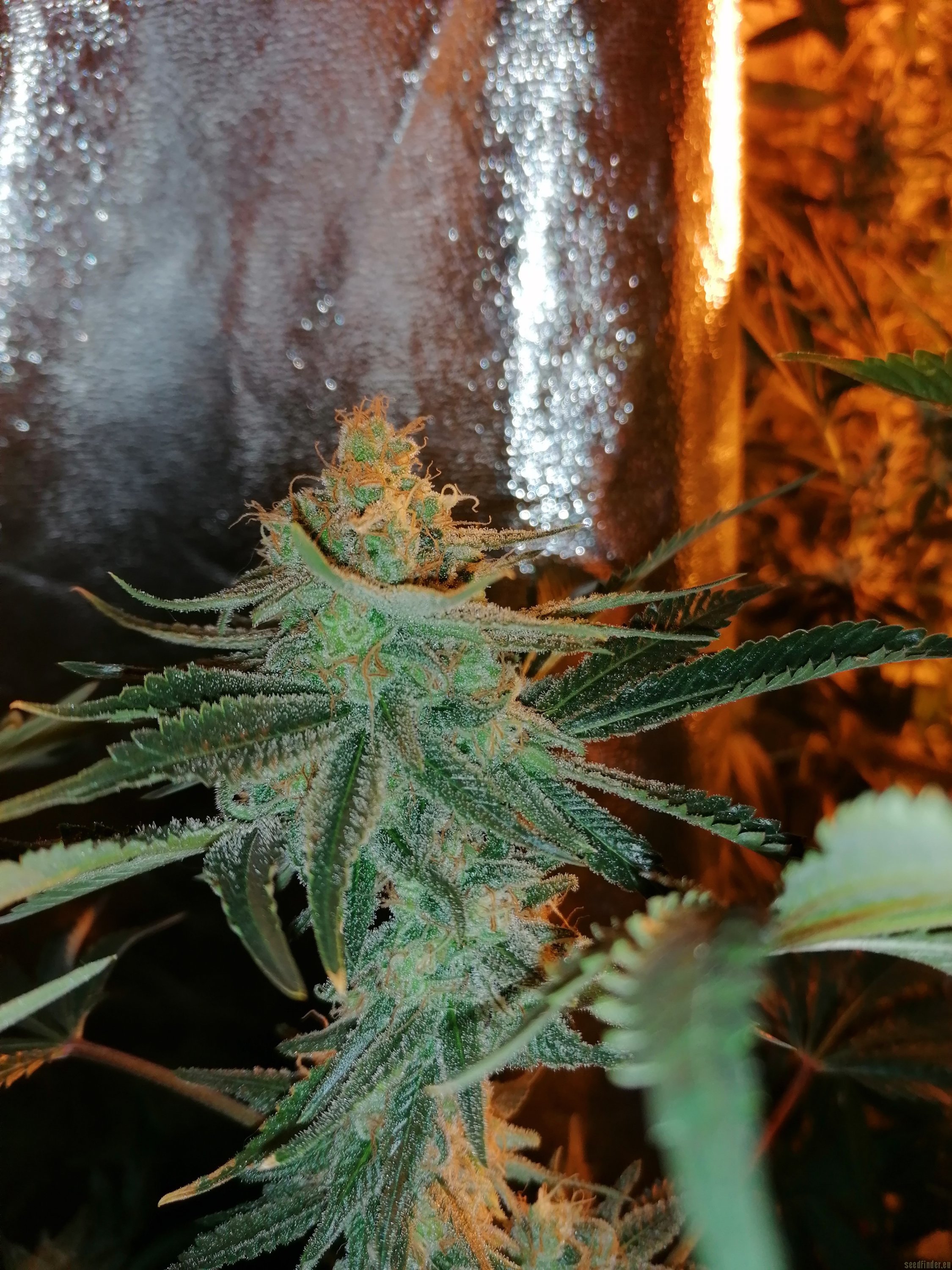 SAD flowering cannabis, as labeled by the cited image source