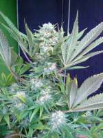 S.A.D. Sweet Afgani Delicious S1 archive 4