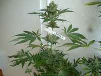 San Fernando Lemon Kush archive 4