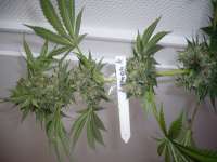 San Fernando Lemon Kush archive 5