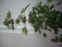 San Fernando Lemon Kush archive 6