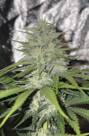 Strawberry Cola Sherbet Fast Version's picture by Pinkies