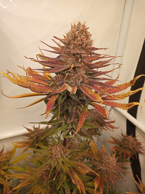 An image of Strawberry Cola Sherbet Fast Version