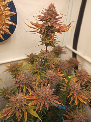An image of Strawberry Cola Sherbet Fast Version