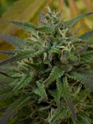 An image of Sweet Mandarine Zkittlez Fast Version