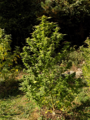 An image of Sweet Mandarine Zkittlez Fast Version
