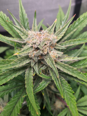 An image of Sweet Mandarine Zkittlez XL Auto