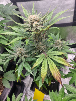 An image of Sweet Mandarine Zkittlez XL Auto