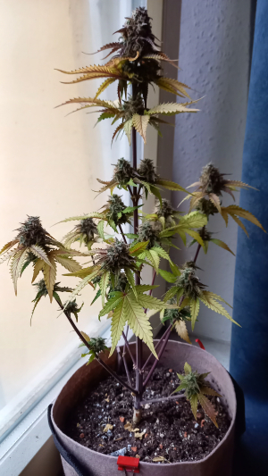 An image of Sweet Nurse Auto CBD
