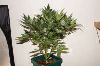 An image of Sweet Skunk Auto