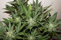An image of Sweet Skunk Auto