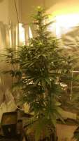 An image of Sweet Skunk Auto