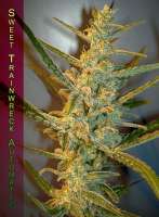 An image of Sweet Trainwreck Auto