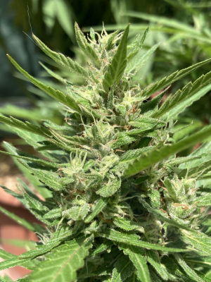 An image of Pineapple Slush XL Auto